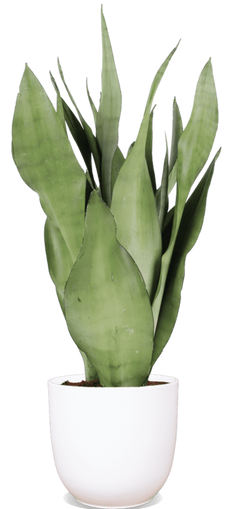 Sansevieria moonshine (Vrouwentong) (S)