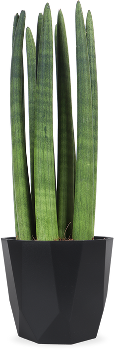 Sansevieria straight (Vrouwentong)