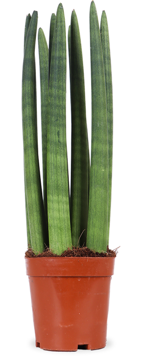 Sansevieria straight (Vrouwentong)