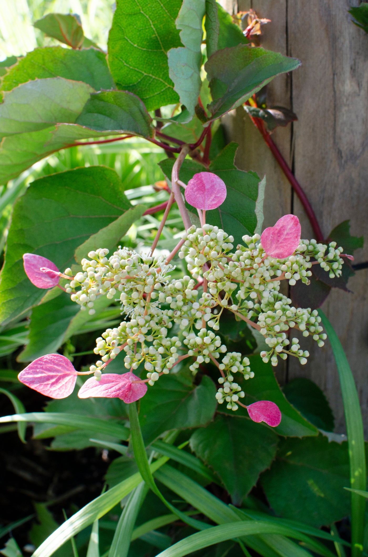 Schizophragma hydrangeoides "rose sensation" (Schijn hortensia) (M) inspiratie 1