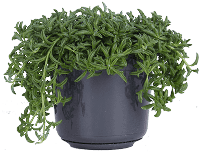 Senecio peregrinus (Dolfijnenplant) (S)
