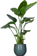 Strelitzia nicolai (Paradijsvogelplant) (XL)
