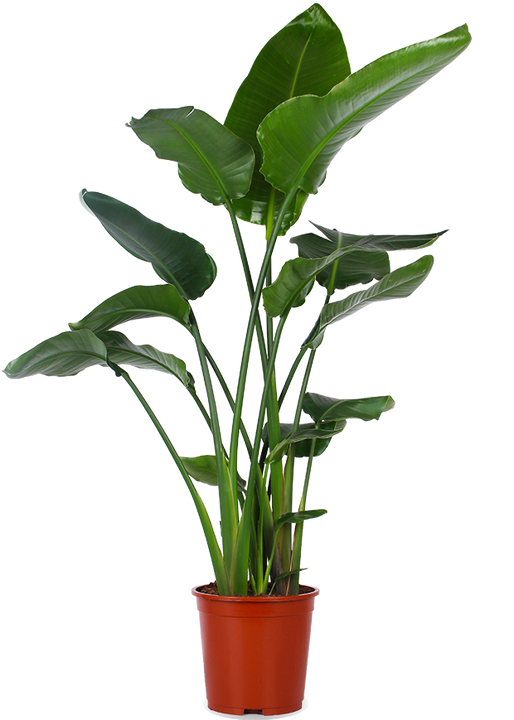 Strelitzia nicolai (Paradijsvogelplant) (XL)