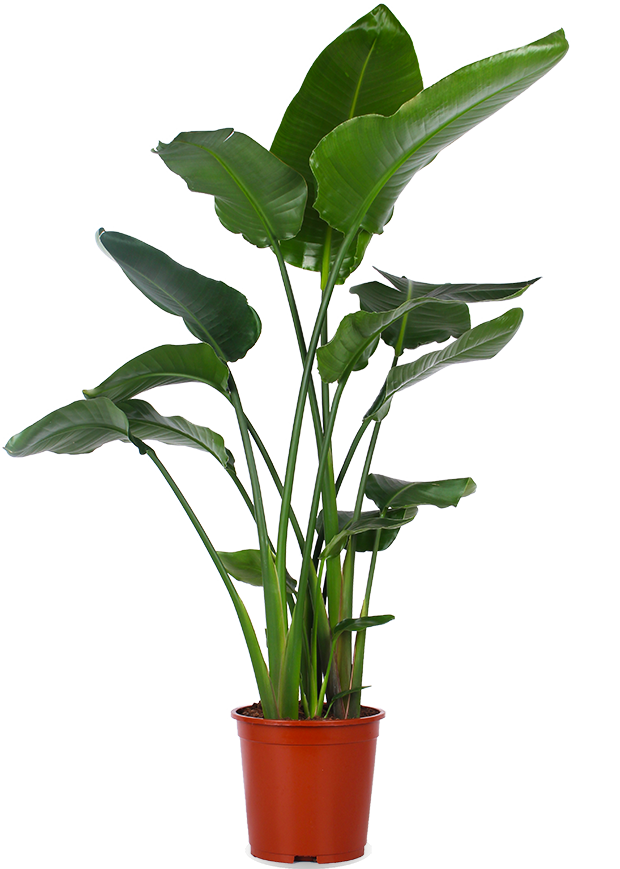 Strelitzia nicolai (Paradijsvogelplant) (XL)