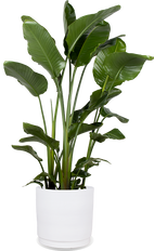 Strelitzia nicolai (Paradijsvogelplant) (XL)