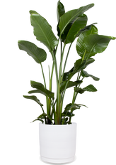 Strelitzia nicolai (Paradijsvogelplant) (XL)