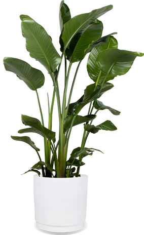 Strelitzia nicolai (Paradijsvogelplant) (XL)