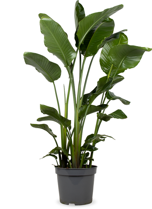 Strelitzia nicolai (Paradijsvogelplant) (XL)