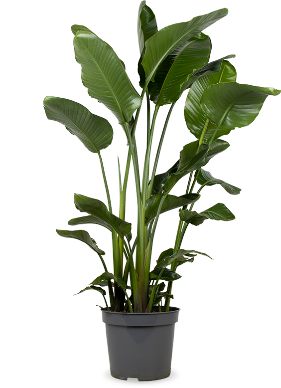 Strelitzia nicolai (Paradijsvogelplant) (XL)