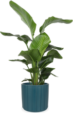Strelitzia nicolai (Paradijsvogelplant) (L)