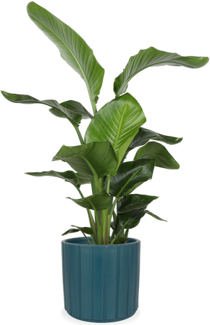 Strelitzia nicolai (Paradijsvogelplant) (L)