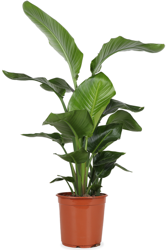Strelitzia nicolai (Paradijsvogelplant) (L)