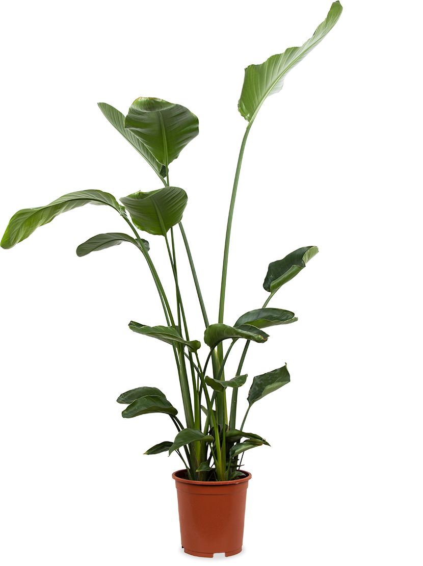 Strelitzia nicolai (Paradijsvogelplant) (XL)