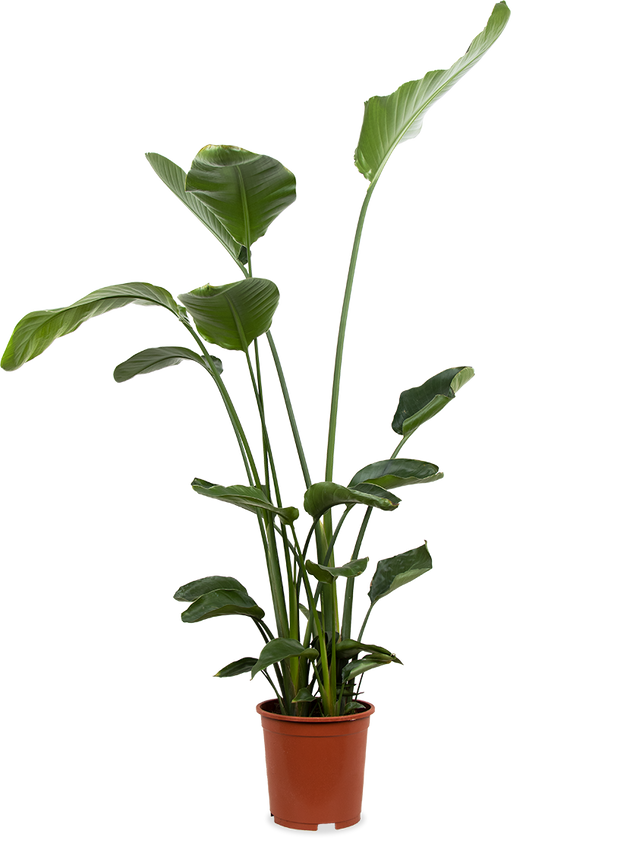 Strelitzia nicolai (Paradijsvogelplant)