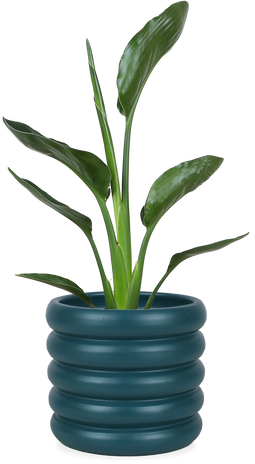 Strelitzia reginae (Paradijsvogelplant) (S)
