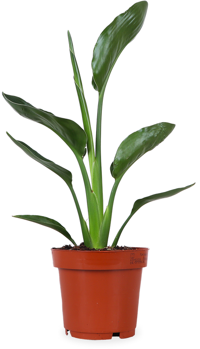 Strelitzia reginae (Paradijsvogelplant) (S)