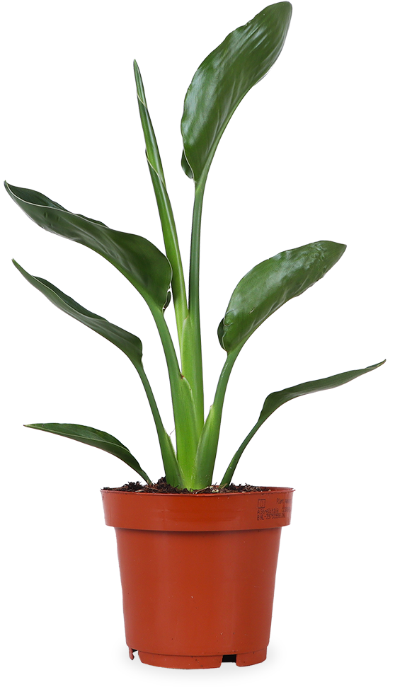 Strelitzia nicolai(paradijsvogelbloem), pot 27 cm, h 190 cm