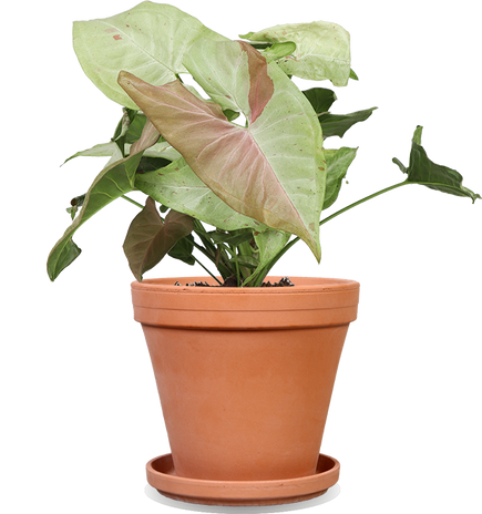 Syngonium Milk confetti (S)
