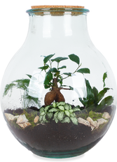 Terrarium bolvormige fles (L)