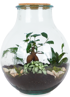 Terrarium bolvormige fles (L)