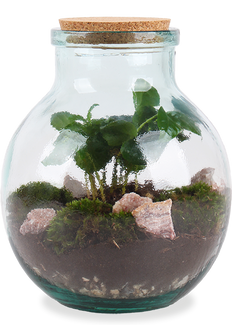 Terrarium bolvormige fles (M) - Koffieplant