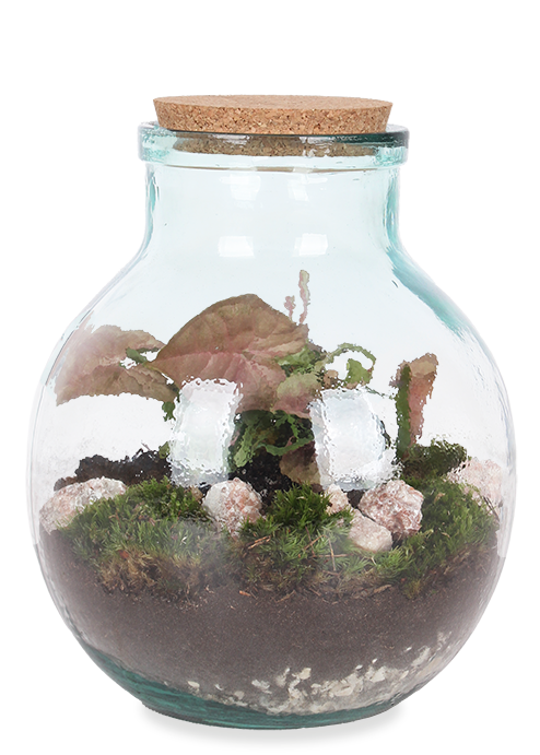 Terrarium bolvormige fles (M) - Syngonium