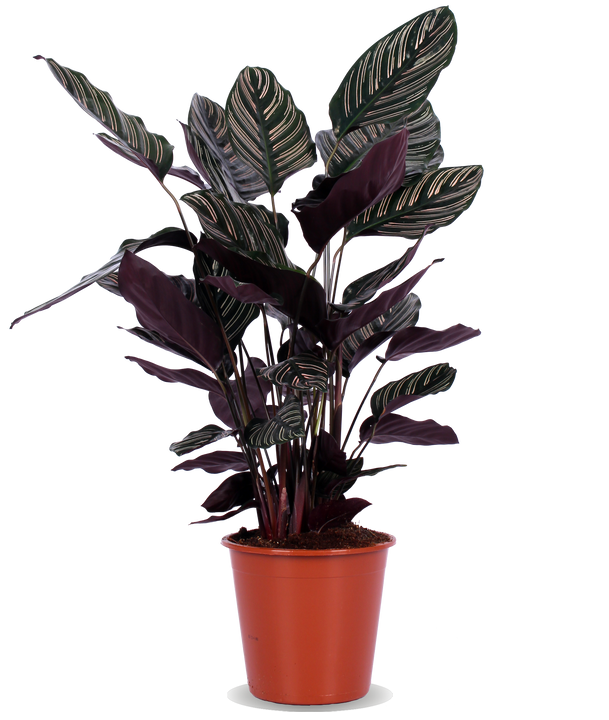 Calathea ornata (Pauwenplant) (M)