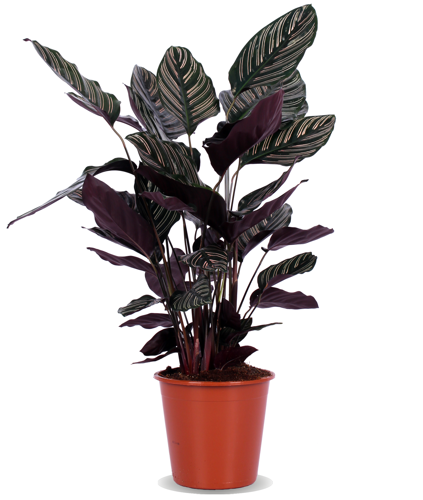 Calathea ornata (Pauwenplant) (M)