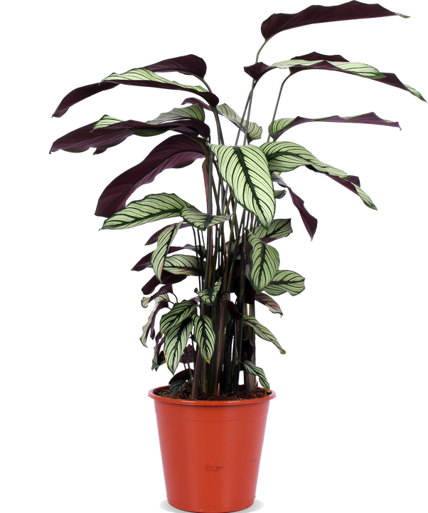 Calathea whitestar (Pauwenplant) (M)