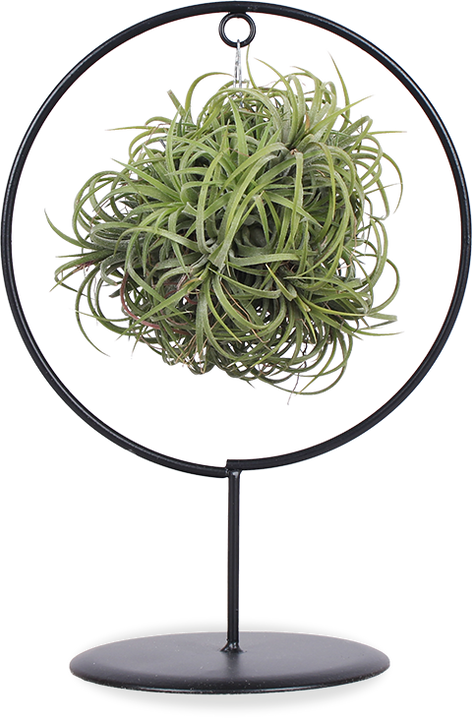 Tillandsia magic ball in ring (Luchtplantje)