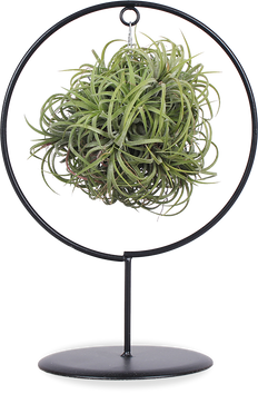 Tillandsia magic ball in ring (Luchtplantje)