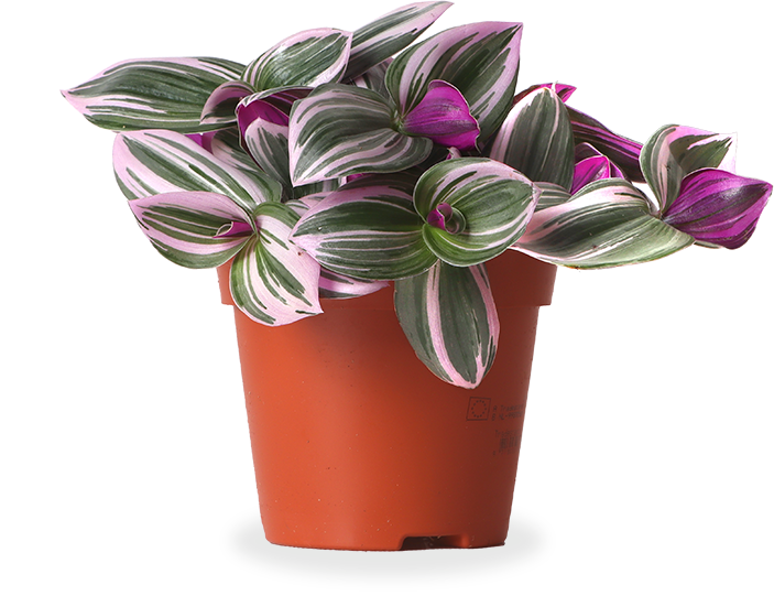 Tradescantia nanouk (Vaderplant) (S)