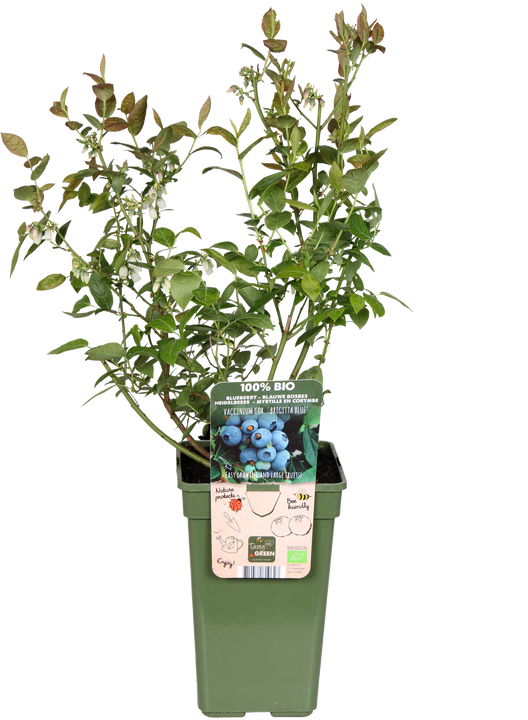 Blauwe bosbes (Vaccinium corymbosum)