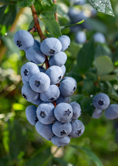 Blauwe bosbes (L) (Vaccinium corymbosum)