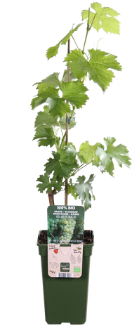 Druif (Vitis vinifera)