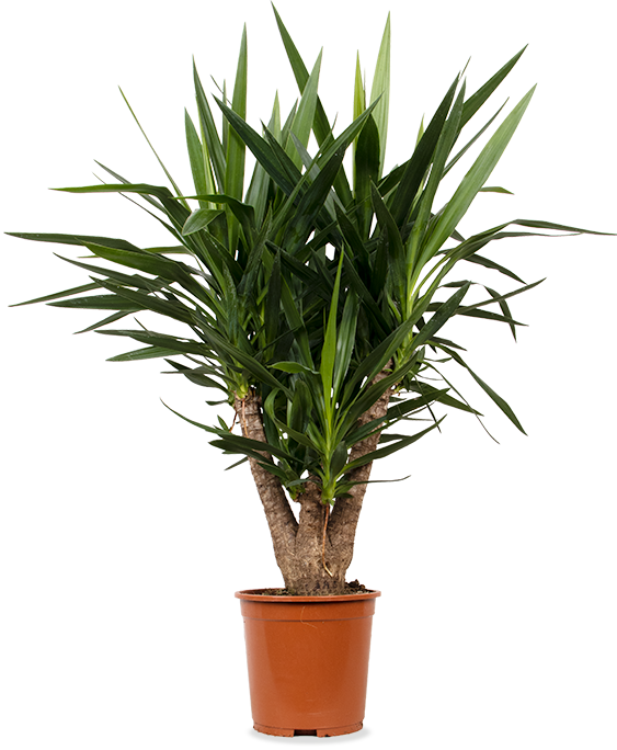 Yucca vertakt (Palmlelie) (L)