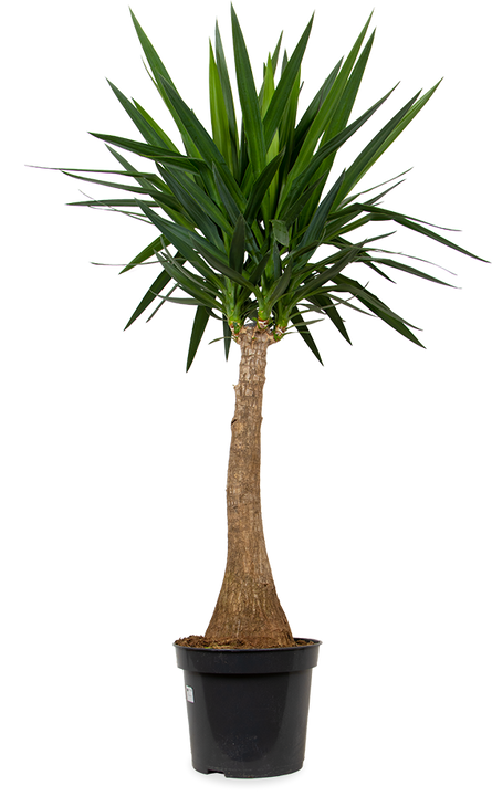 Yucca maya tree (Palmlelie) (XL)