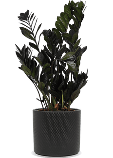 Zamioculcas raven (ZZ plant) (M)