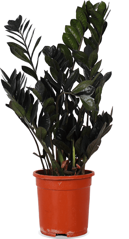 Zamioculcas Raven - sterke kamerplant met zwarte bladeren Zamioculcas Raven - sterke kamerplant met zwarte bladeren