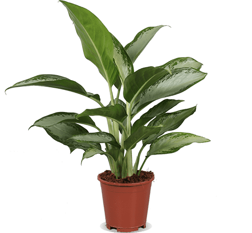 Aglaonema silver bay (M)