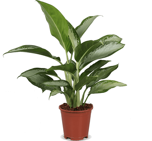 aglaonema kopen Aglaonema silver bay kopen? | Joep