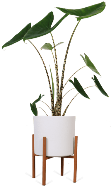 Alocasia zebrina (Olifantsoor) (M)