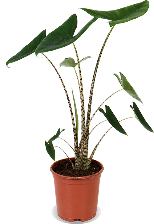 Alocasia (Olifantsoor) | Plantengids