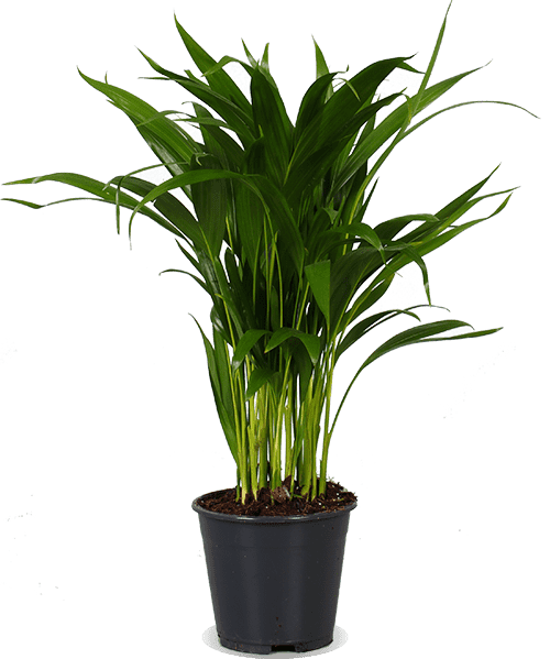 areca palm kopen Areca palm (Goudpalm) (M)