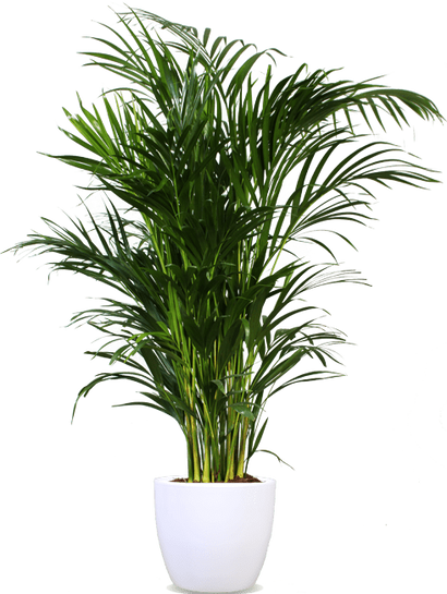 Areca palm (Goudpalm) (L)