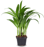 Areca palm (Goudpalm) (XS)