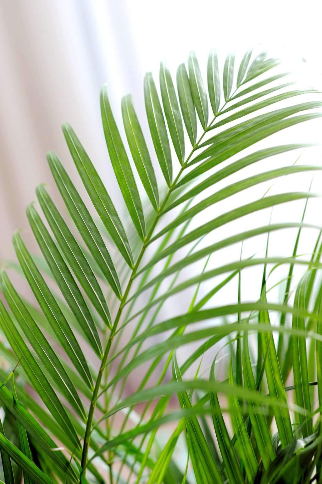 areca palm kopen Areca palm (Goudpalm) kopen