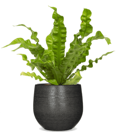 Asplenium crispy wave (Nestvaren) (S)
