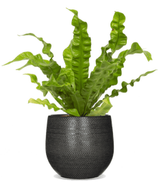 Asplenium crispy wave (Nestvaren) (S)