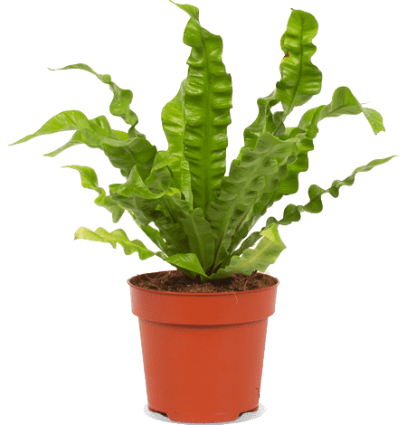 Asplenium crispy wave (Nestvaren) (S)